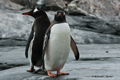 Pair of Gentoo Penguins