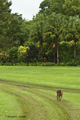 Grounds, Robert Louis Stevenson Estate (Samoa)