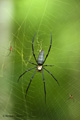 Spider in the Daintree Rainforest, Australia