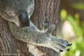 Koala, Port Douglas, Australia (captive)