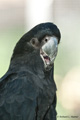 Macaw, Port Douglas, Australia (captive)