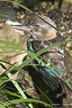 Kingfisher, Port Douglas, Australia (captive)