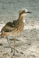 Port Douglas, Australia (captive)