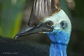 Cassowary, Port Douglas, Australia (captive)