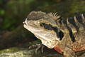 Lizard, Port Douglas, Australia (captive)