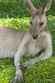 Kangaroo, Port Douglas, Australia (captive)