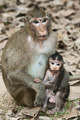 Rhesus Macaque at Angkor Wat, Cambodia