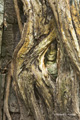 Temple of Ta Prohm, Siem Reap, Cambodia