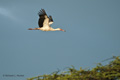 Flying Stork, Serengeti, Tanzania