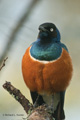 Superb Starling, Serengeti, Tanzania