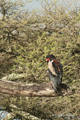 Serengeti, Tanzania