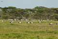 Zebra and Storks, Serengeti, Tanzania