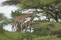 Giraffe, Serengeti, Tanzania