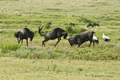 Wildebeest, Serengeti, Tanzania