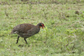 Serengeti, Tanzania