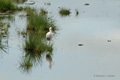 African Spoonbill, Serengeti, Tanzania