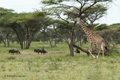 Giraffe, Serengeti, Tanzania