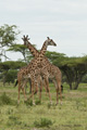 Giraffe, Serengeti, Tanzania