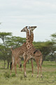 Giraffe, Serengeti, Tanzania