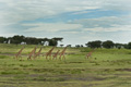 Giraffe, Serengeti, Tanzania