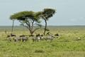 Zebra, Serengeti, Tanzania