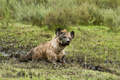 Hyena, Serengeti, Tanzania