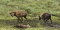 Hyena, Serengeti, Tanzania