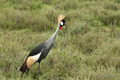 Grey Crowned Crane, Serengeti, Tanzania