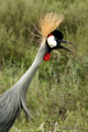 Grey Crowned Crane, Serengeti, Tanzania