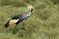 Grey Crowned Crane, Serengeti, Tanzania