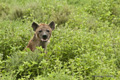 Hyena, Serengeti, Tanzania