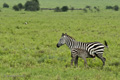 Zebra with Colt, Serengeti, Tanzania