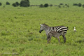 Zebra with Colt, Serengeti, Tanzania