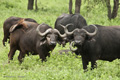 Cape Buffalo, Serengeti, Tanzania