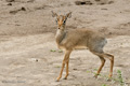 Dik-Dik, Serengeti, Tanzania