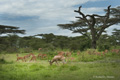 Serengeti, Tanzania