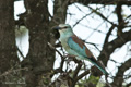 Eurasian Roller, Serengeti, Tanzania