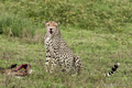 Cheetah with Kill, Serengeti, Tanzania