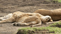 Lions, Serengeti, Tanzania