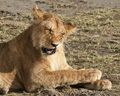 Lion, Serengeti, Tanzania