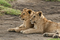 Lions, Serengeti, Tanzania