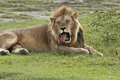 Lion, Serengeti, Tanzania