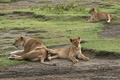 Lions, Serengeti, Tanzania