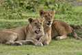 Lions, Serengeti, Tanzania