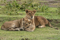 Lions, Serengeti, Tanzania