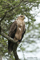 Tawny Eagle, Serengeti, Tanzania