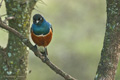 Superb Starling, Serengeti, Tanzania