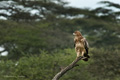 Tawny Eagle, Serengeti, Tanzania