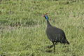 Helmeted Guineafowl, Serengeti, Tanzania