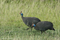 Helmeted Guineafowl, Serengeti, Tanzania